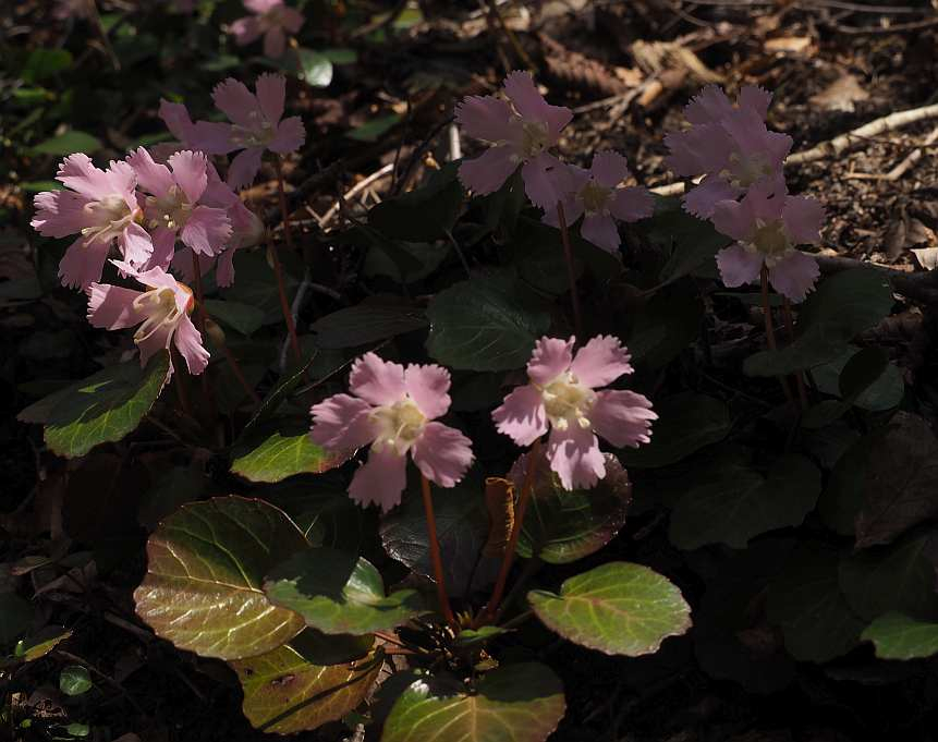 P4122578 P4122578
