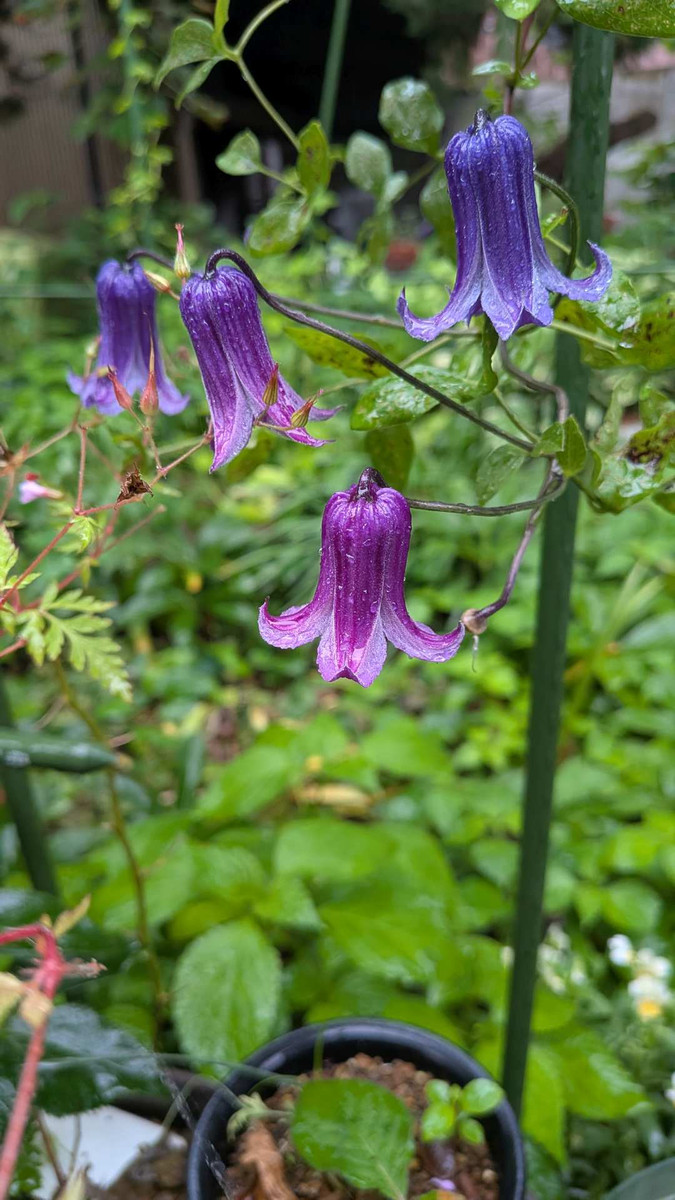 Pxl_20260606_221039351 Pxl_20260606_221039351