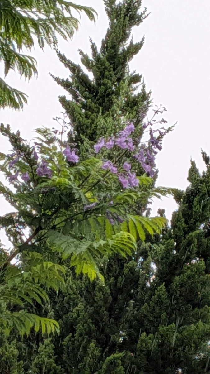 Pxl_20260608_060809237_2 Pxl_20260608_060809237_2