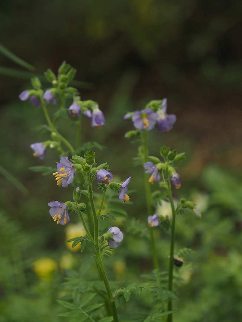 P6096468