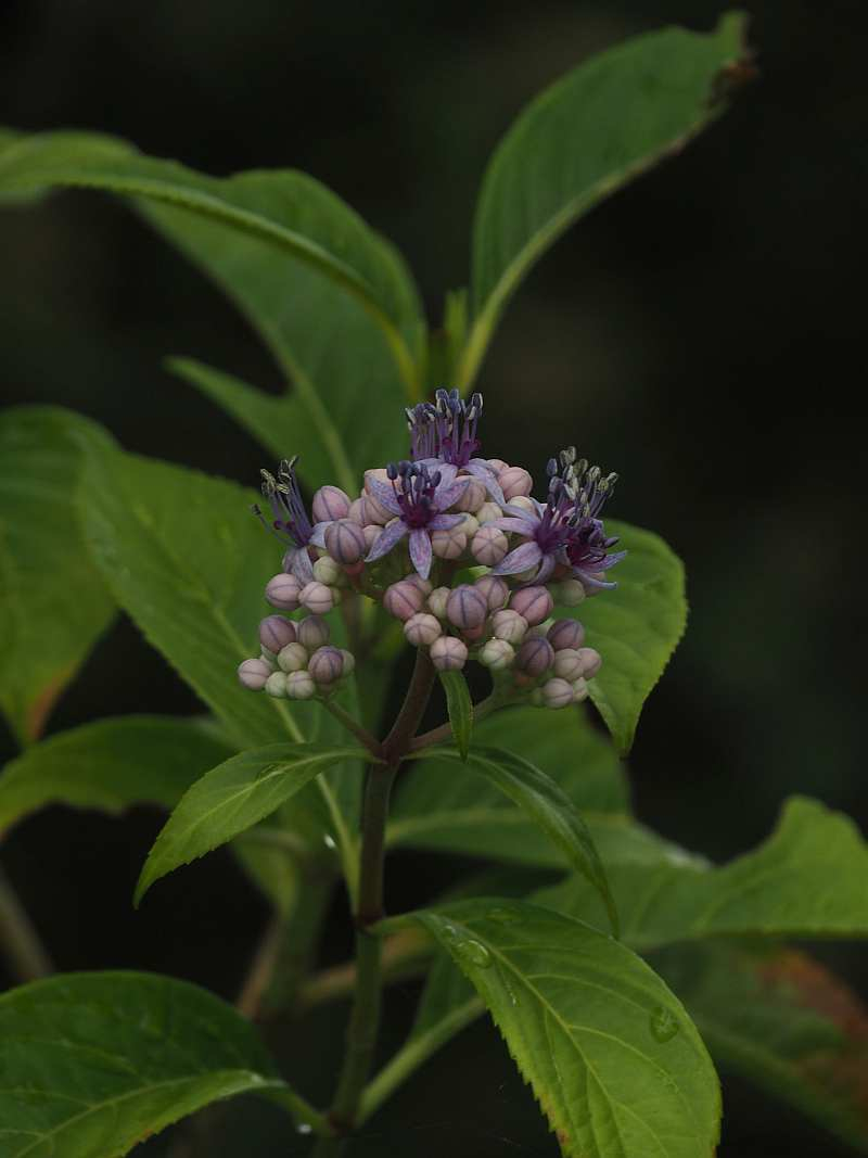 P6096470