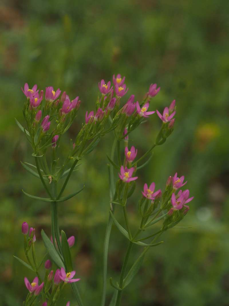 P6096475