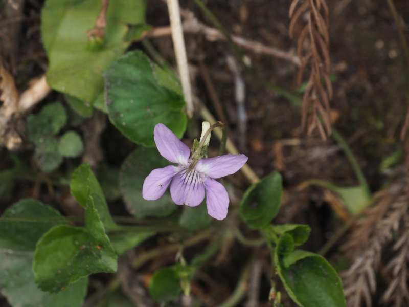 P4122755