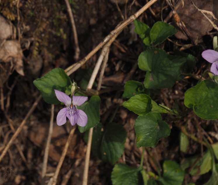 P4122766