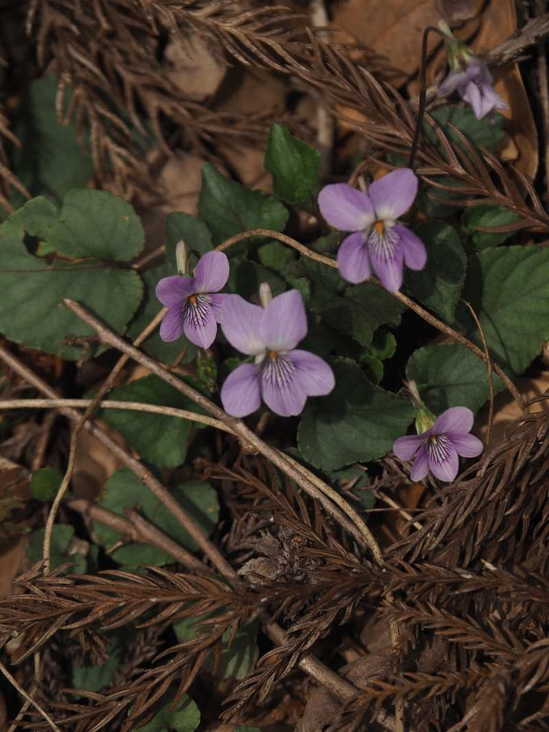 P4122773