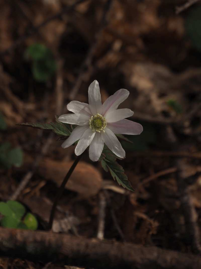 P4122788