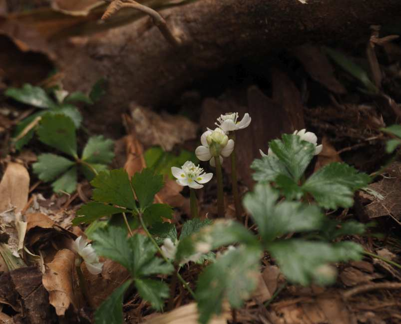 P4122799