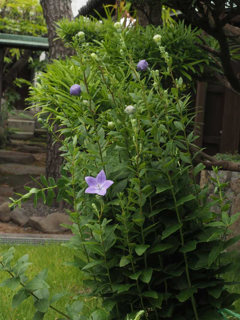 P6146770kikyou
