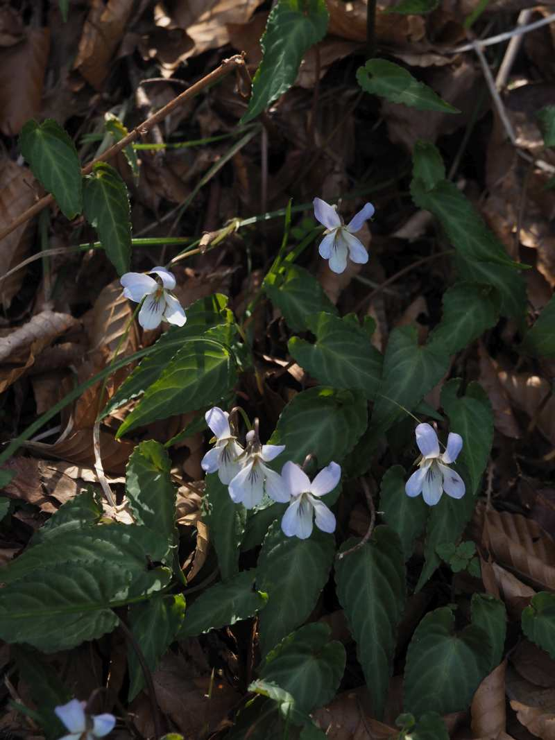 P4163183 P4163183