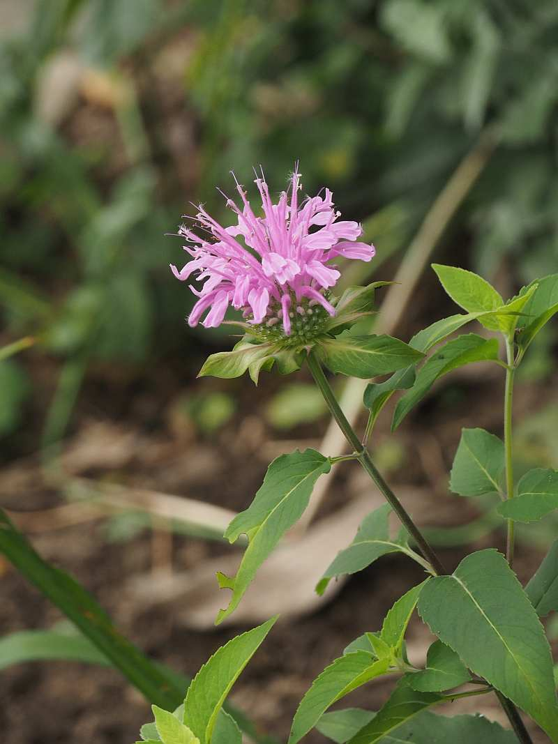 P6226993