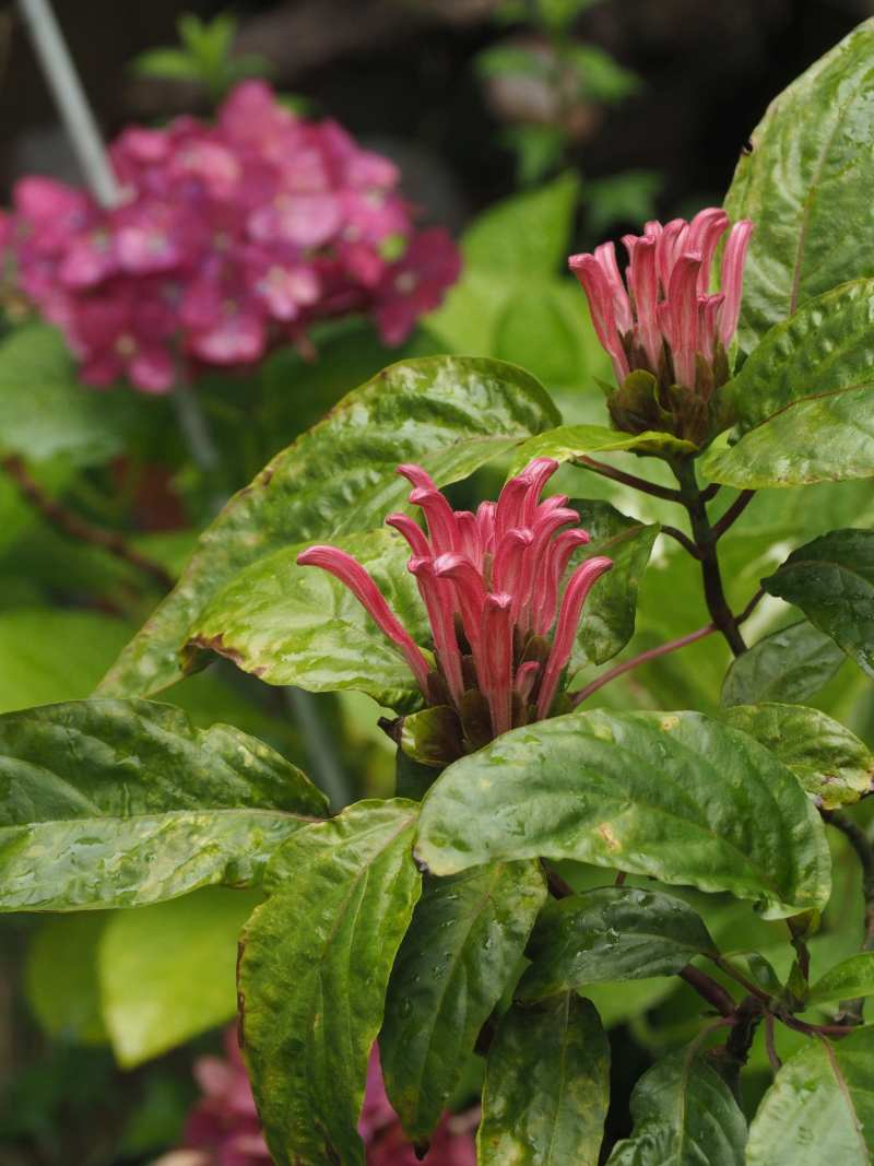 P6236998