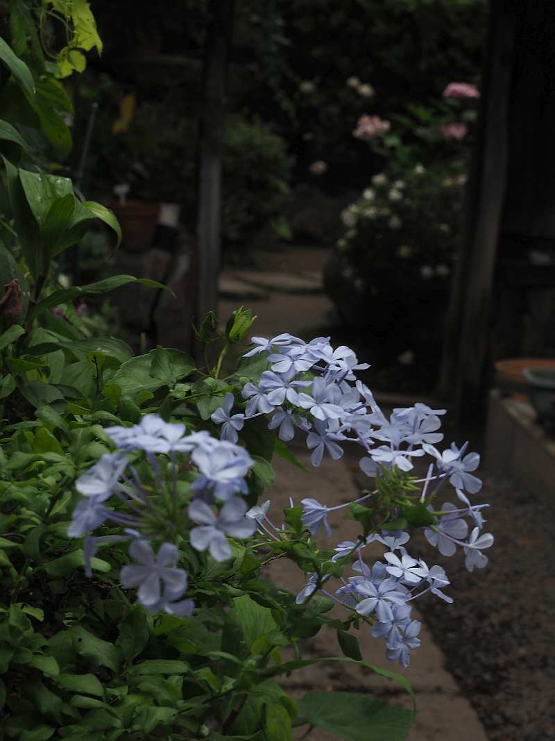 P6237006