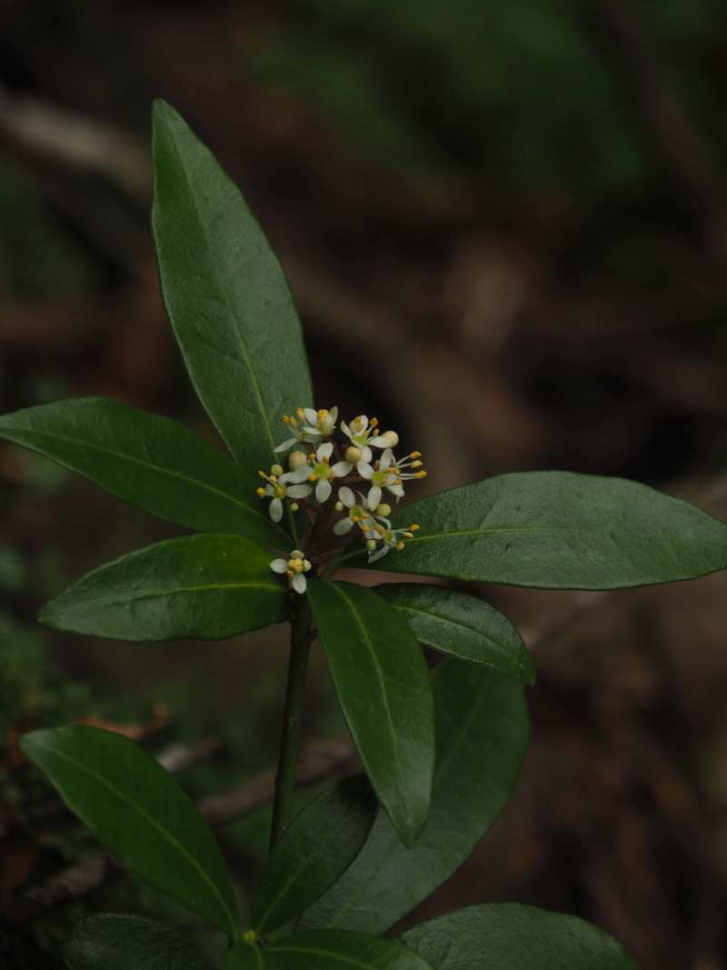 P4213459