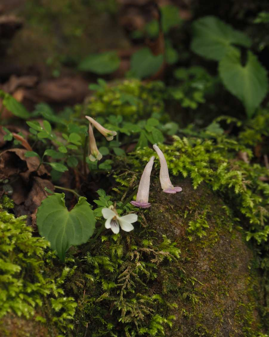 P4213490