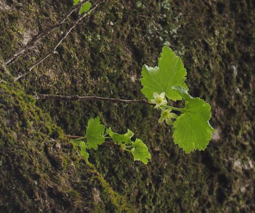 P4213534