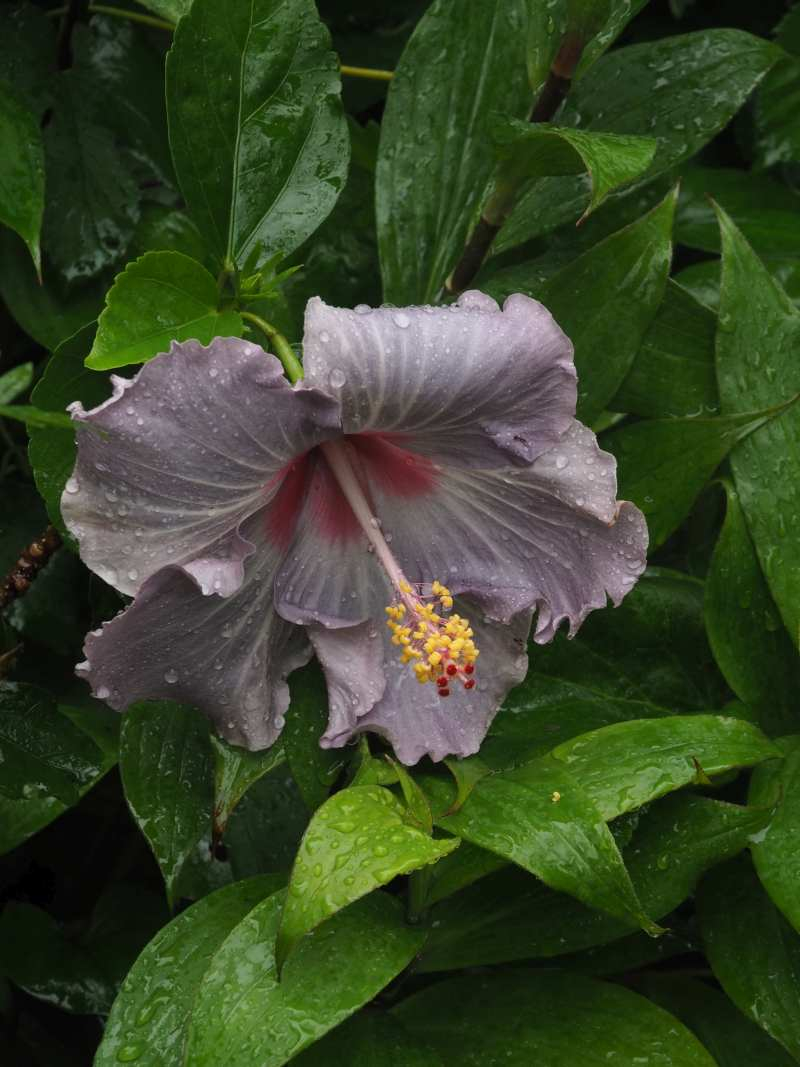 P6267031