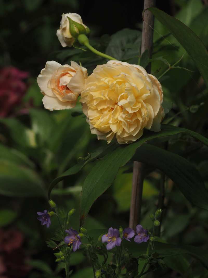 P6307333