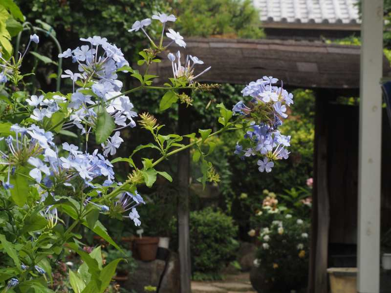 P6307335