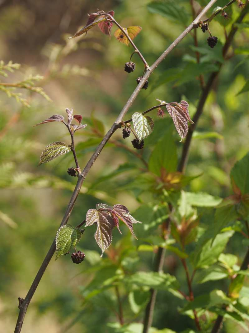 P4253730