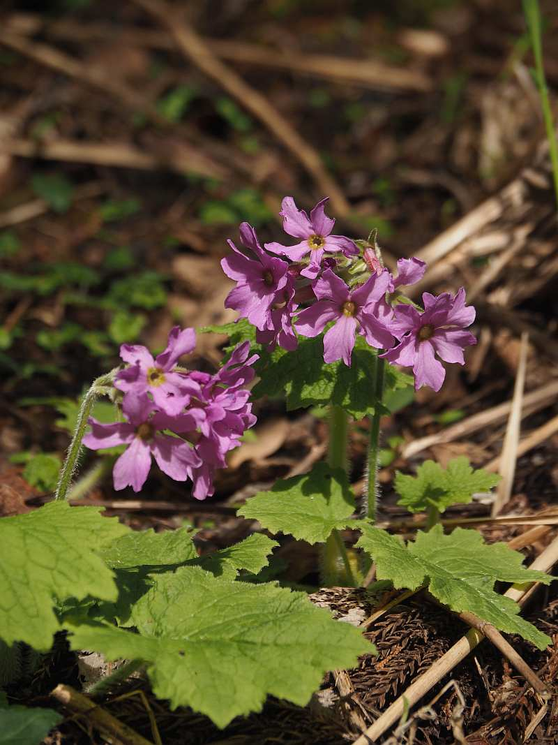 P4253752