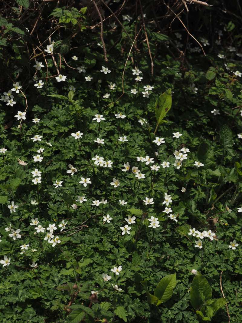 P4253793