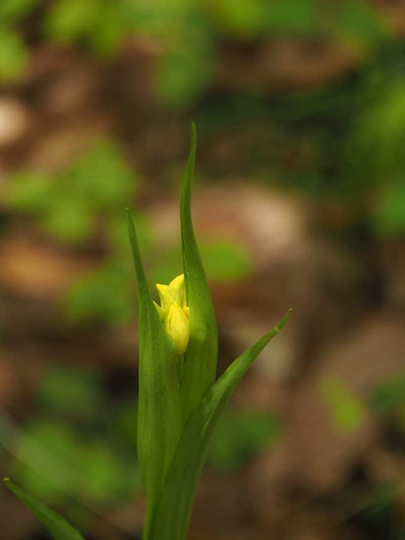 P4253802