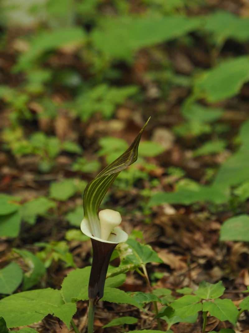 P4253834