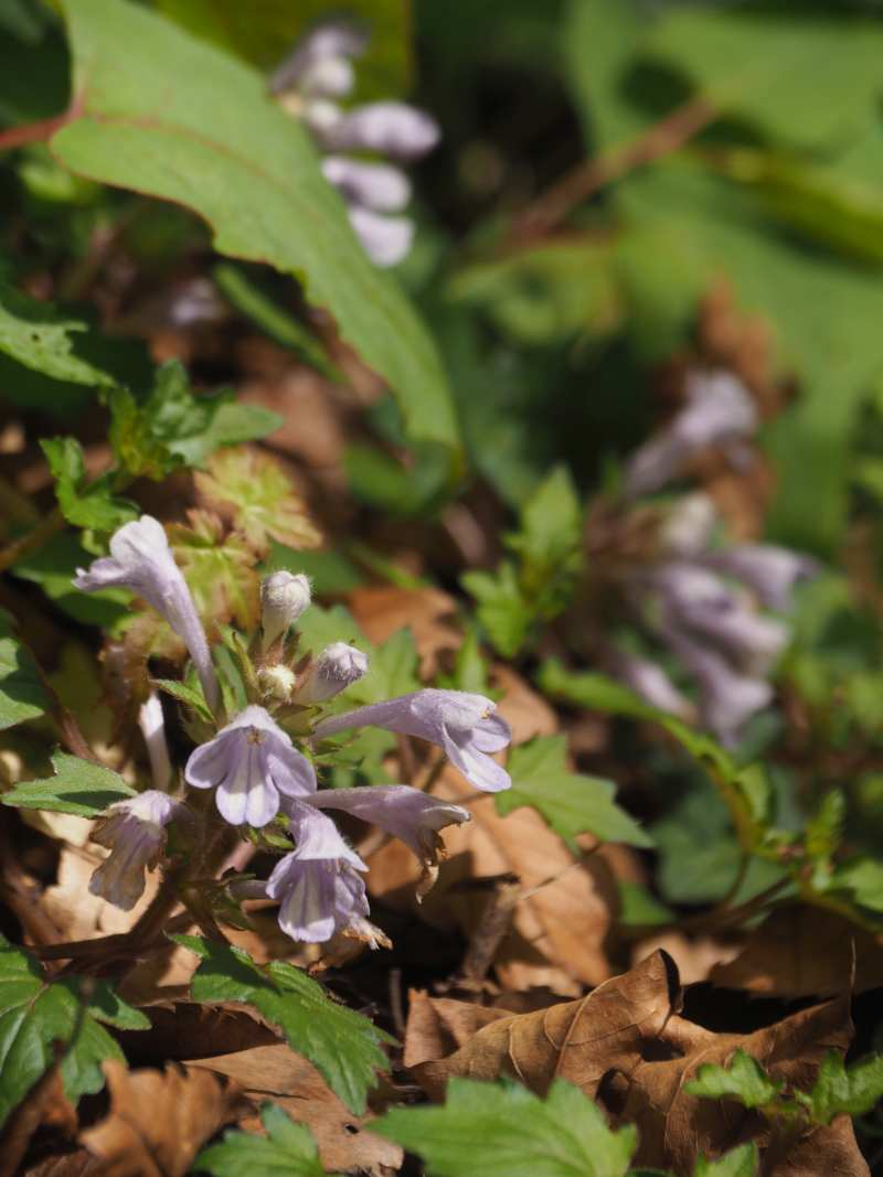 P4253838