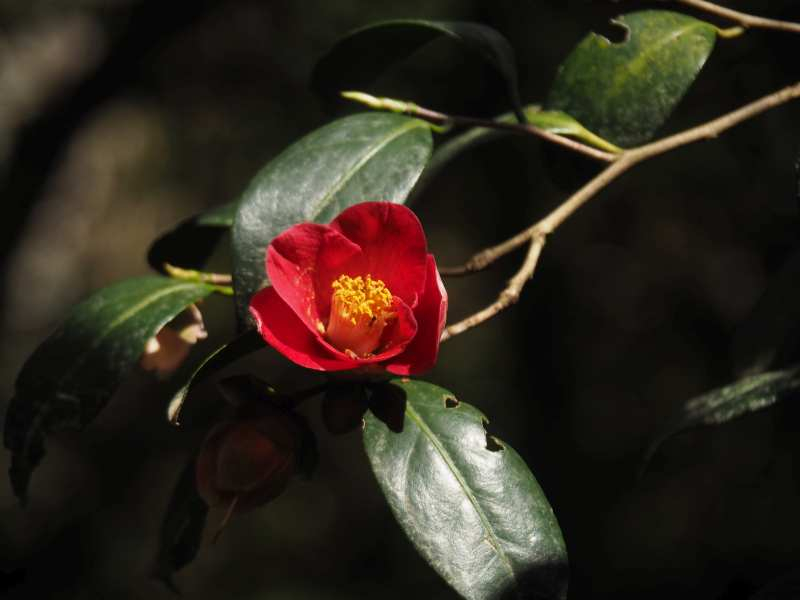 P4253915