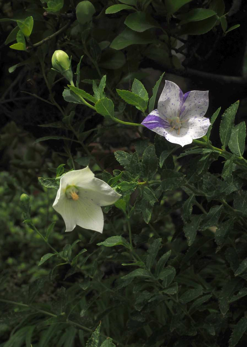 P7037390