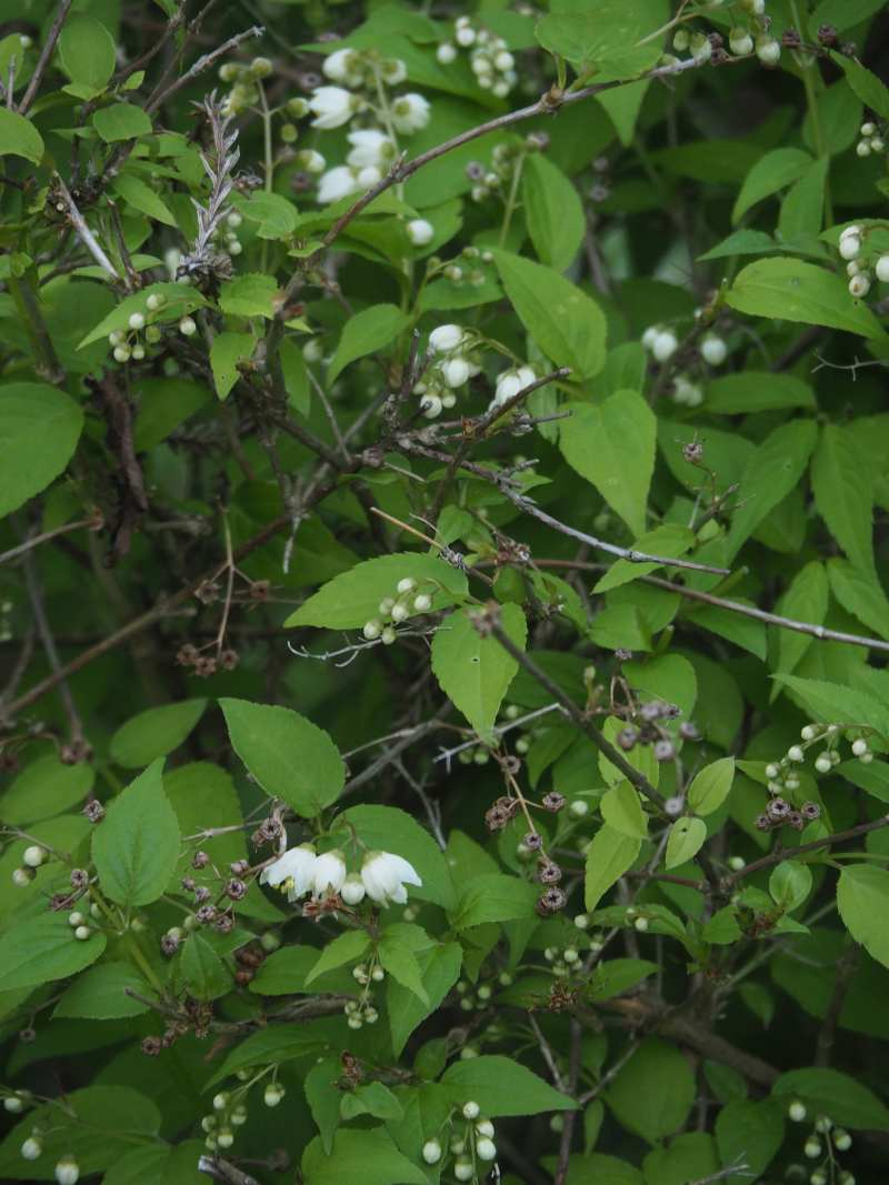 P5024188 P5024188