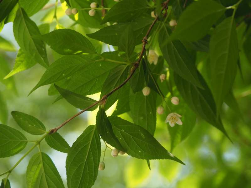 P5024200 P5024200