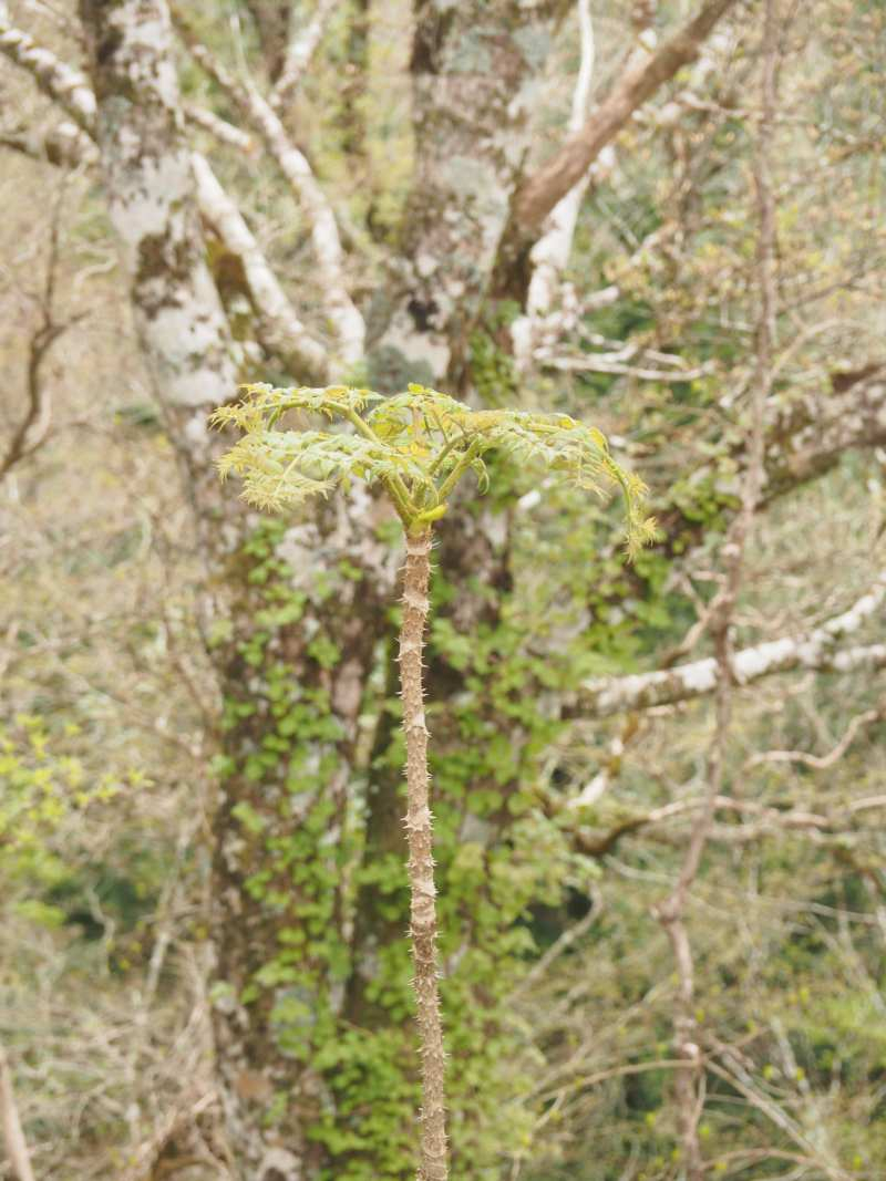 P5024435