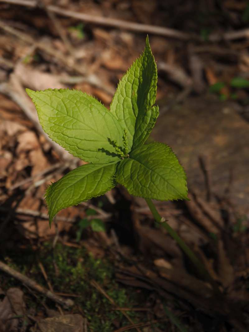 P5054591