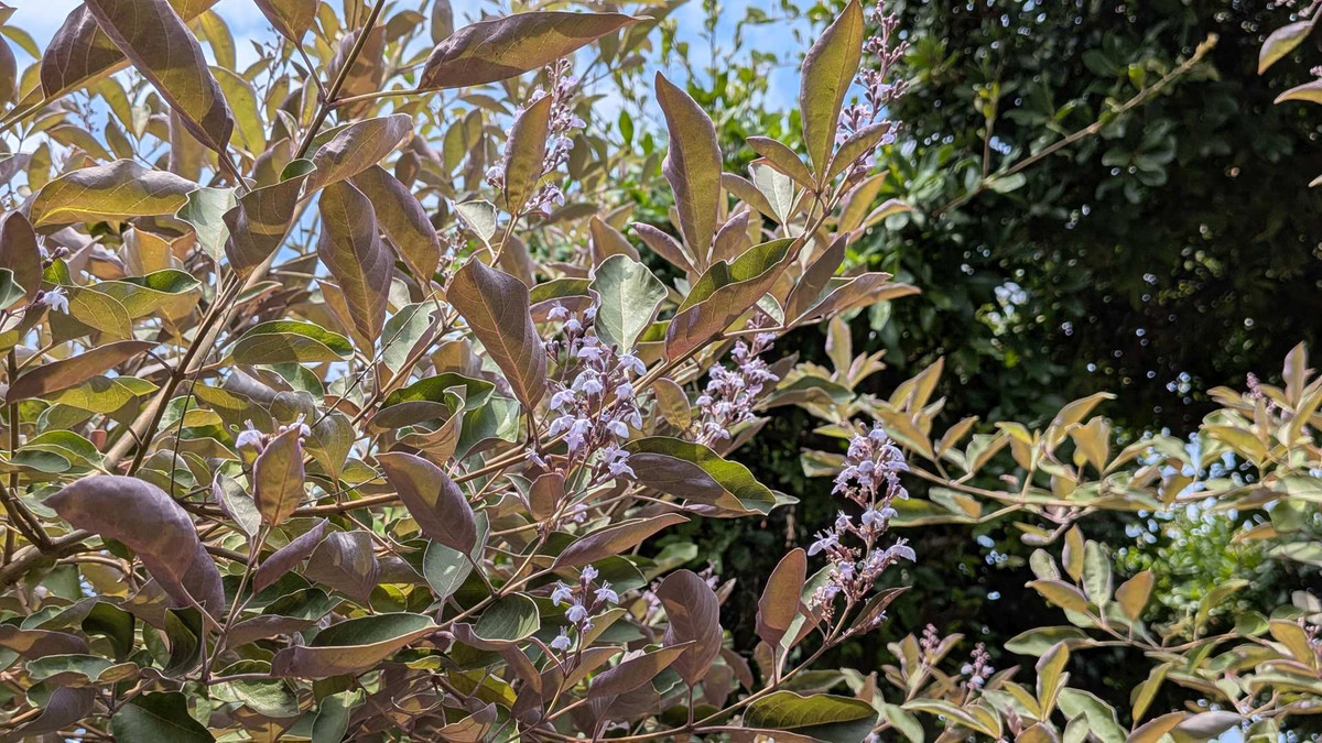Pxl_20260718_011924519mp