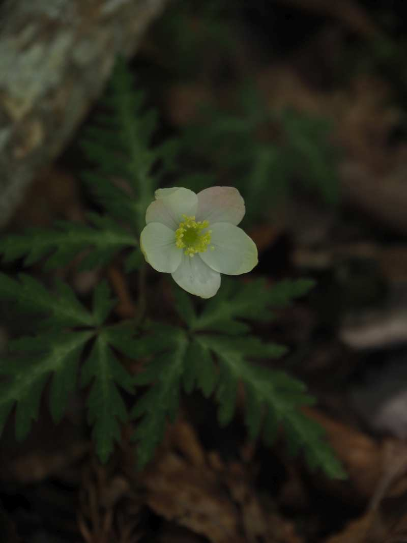 P5054641 P5054641