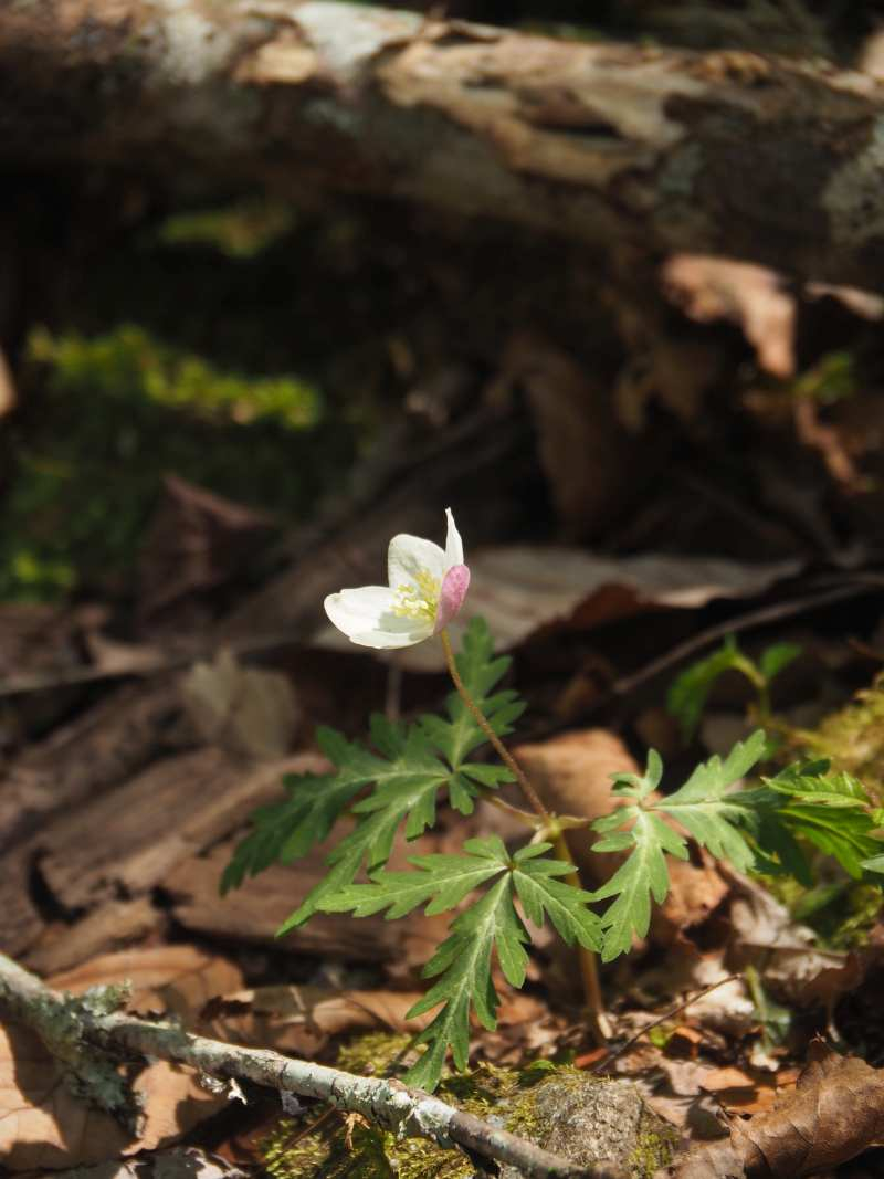 P5054661 P5054661