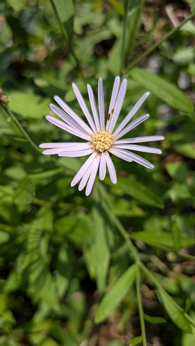 Pxl_20260724_045208543mp