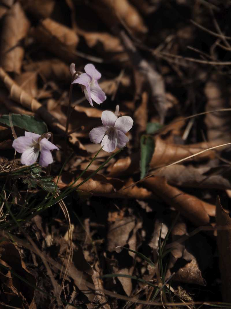 P5054818