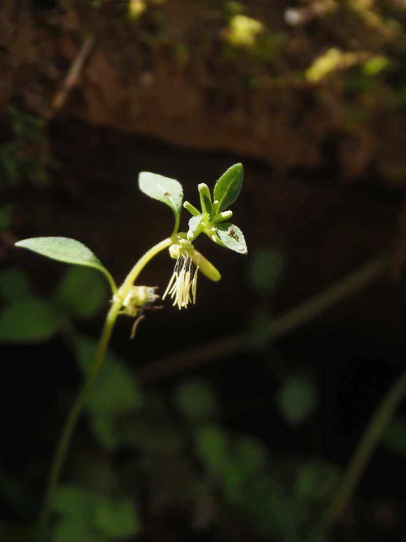 P5054644