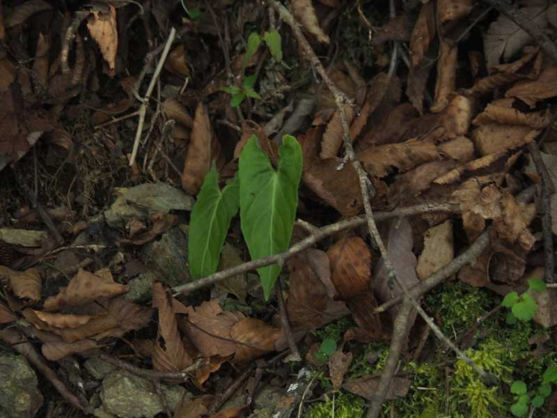 P5054894