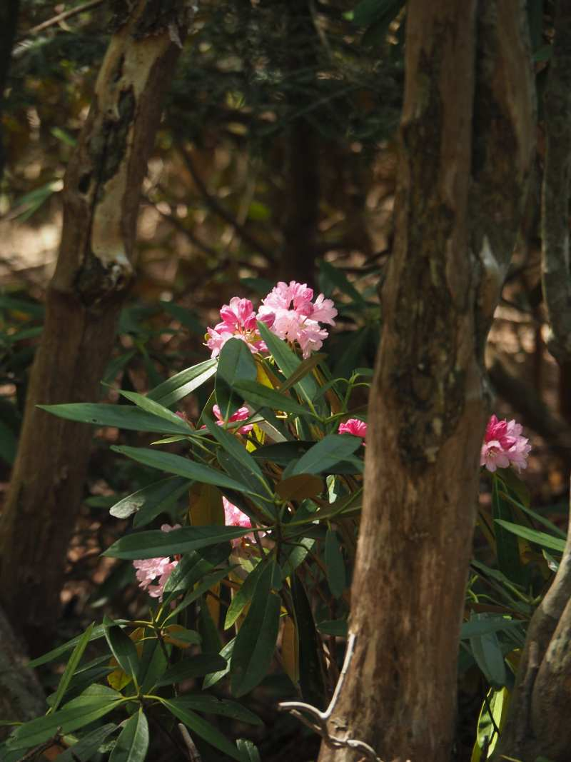 P5054897