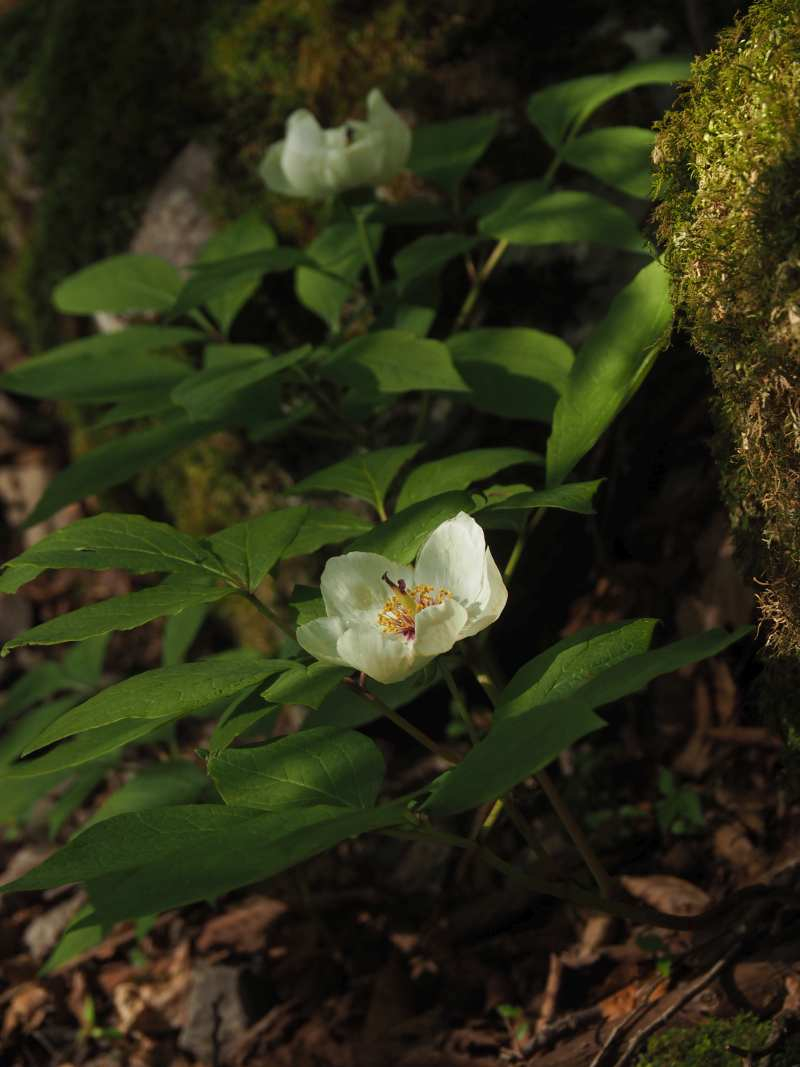 P5054903