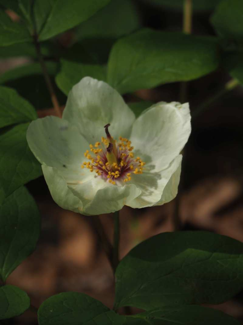 P5054904