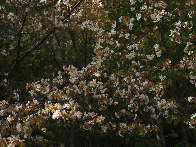 P5054917
