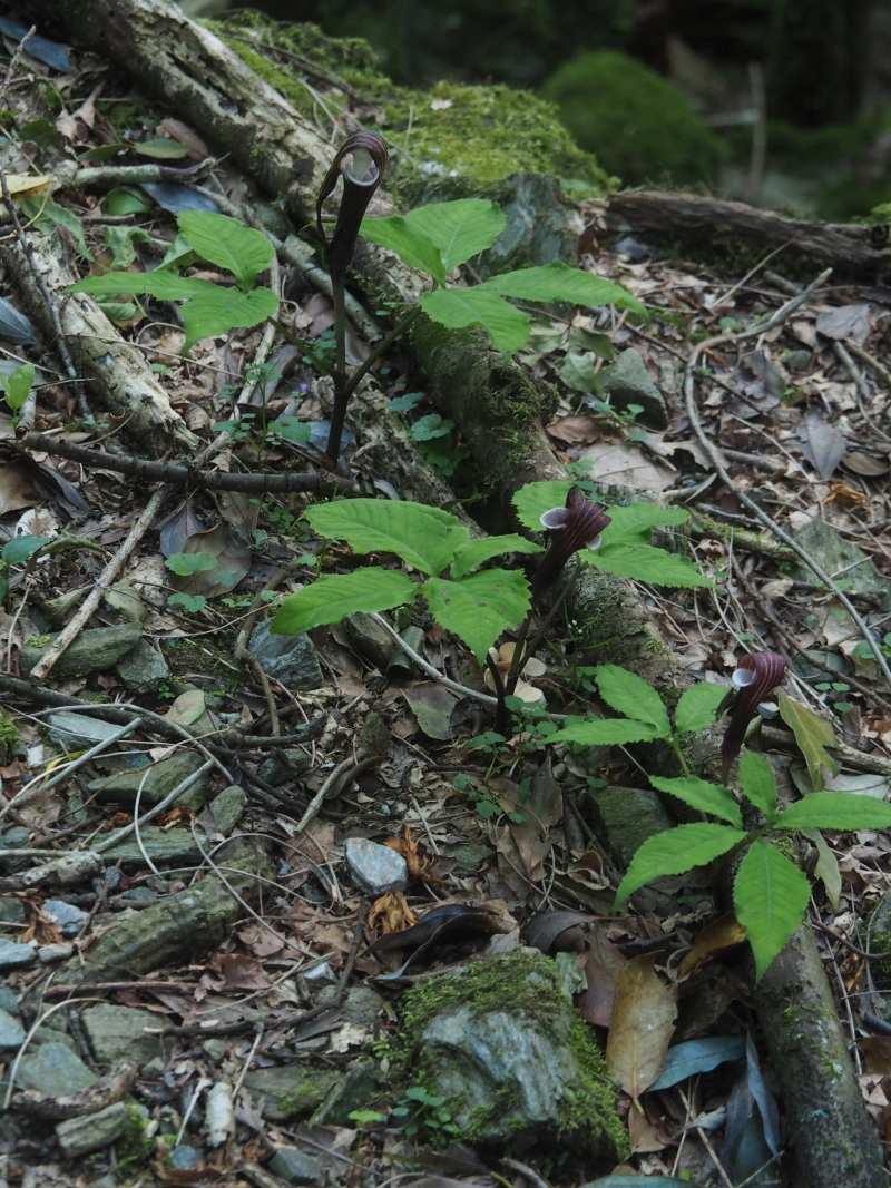 P5105107