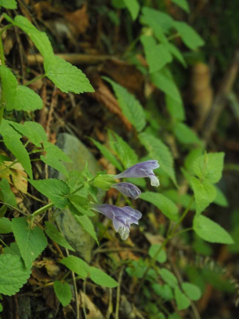 P5105228 P5105228