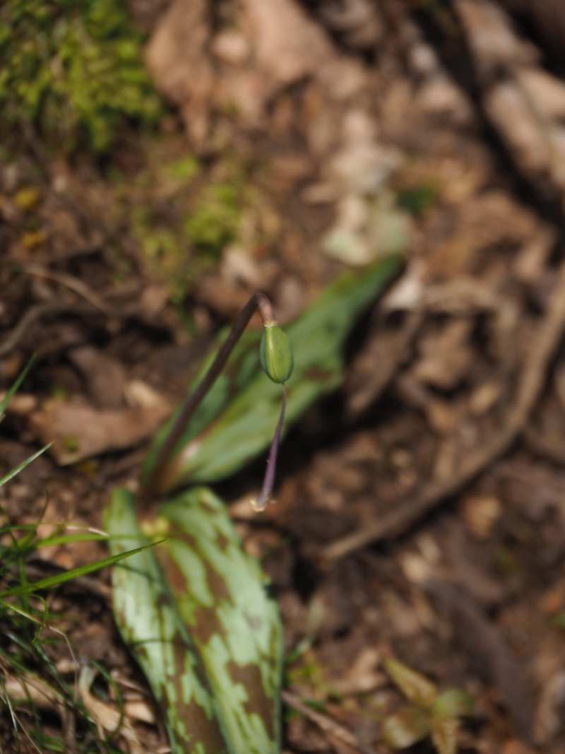 P5105343 P5105343
