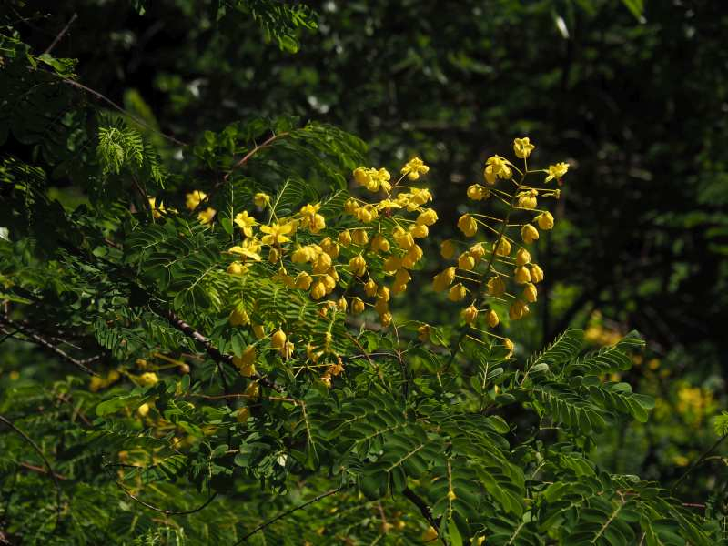 P5175727