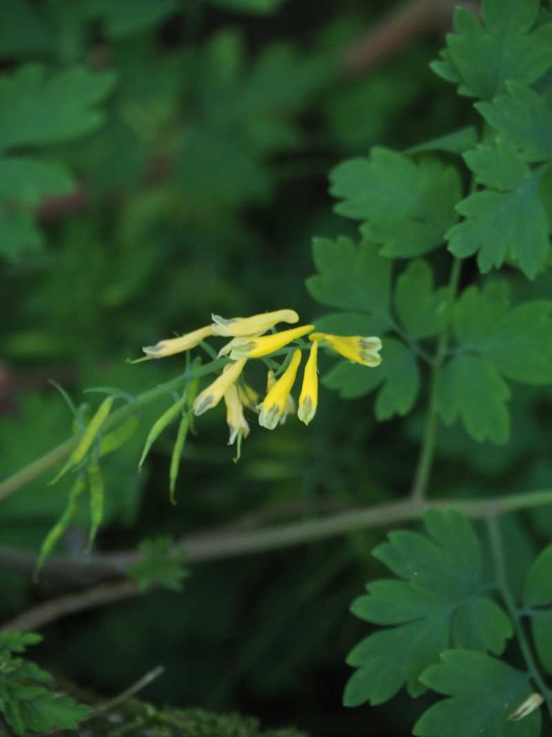 P5175793